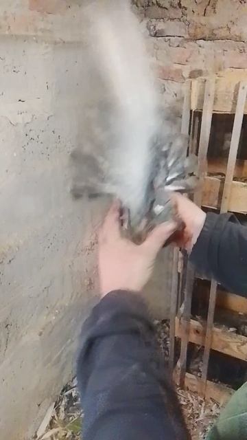 голуби николаевские