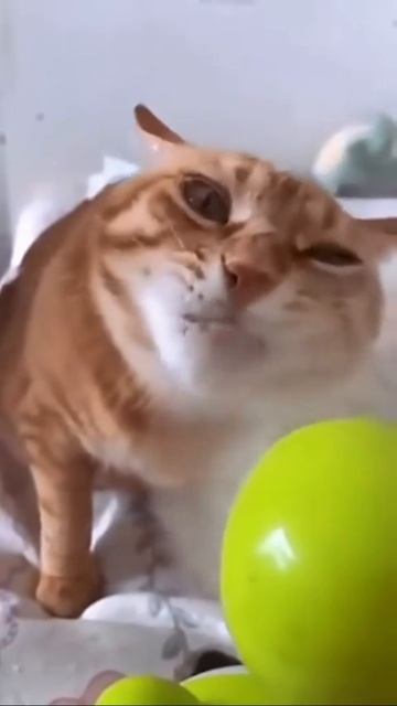 🐱🐱🐱