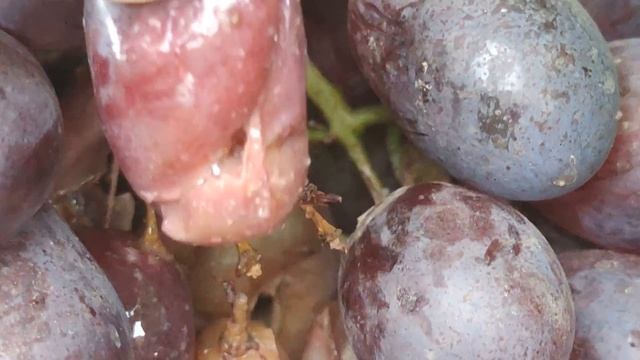 Почему все помешались на сорте винограда Торнадо? 🍇 Земляк