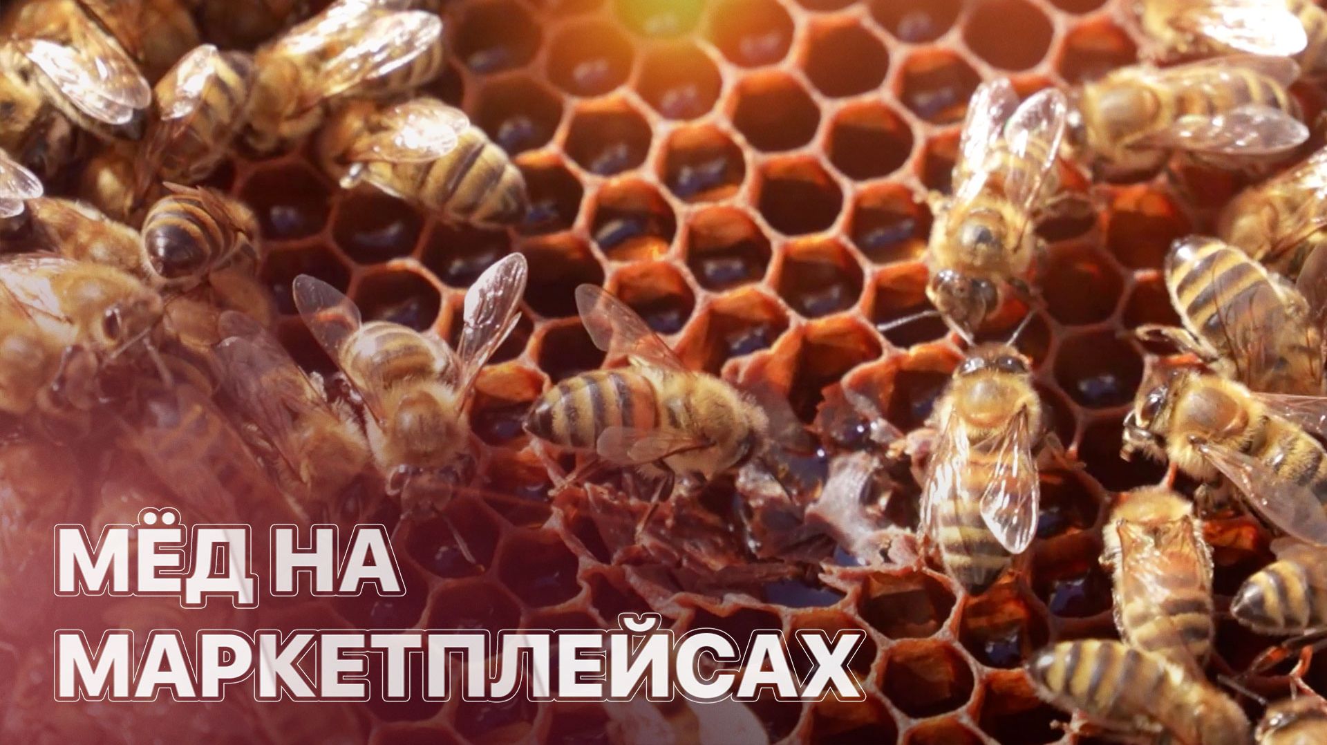 Как превратить пасеку в бренд? ЗЕМЛЕХОД