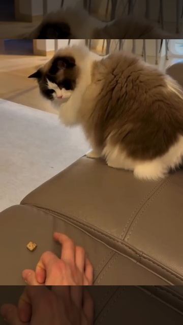 Смешное видео
