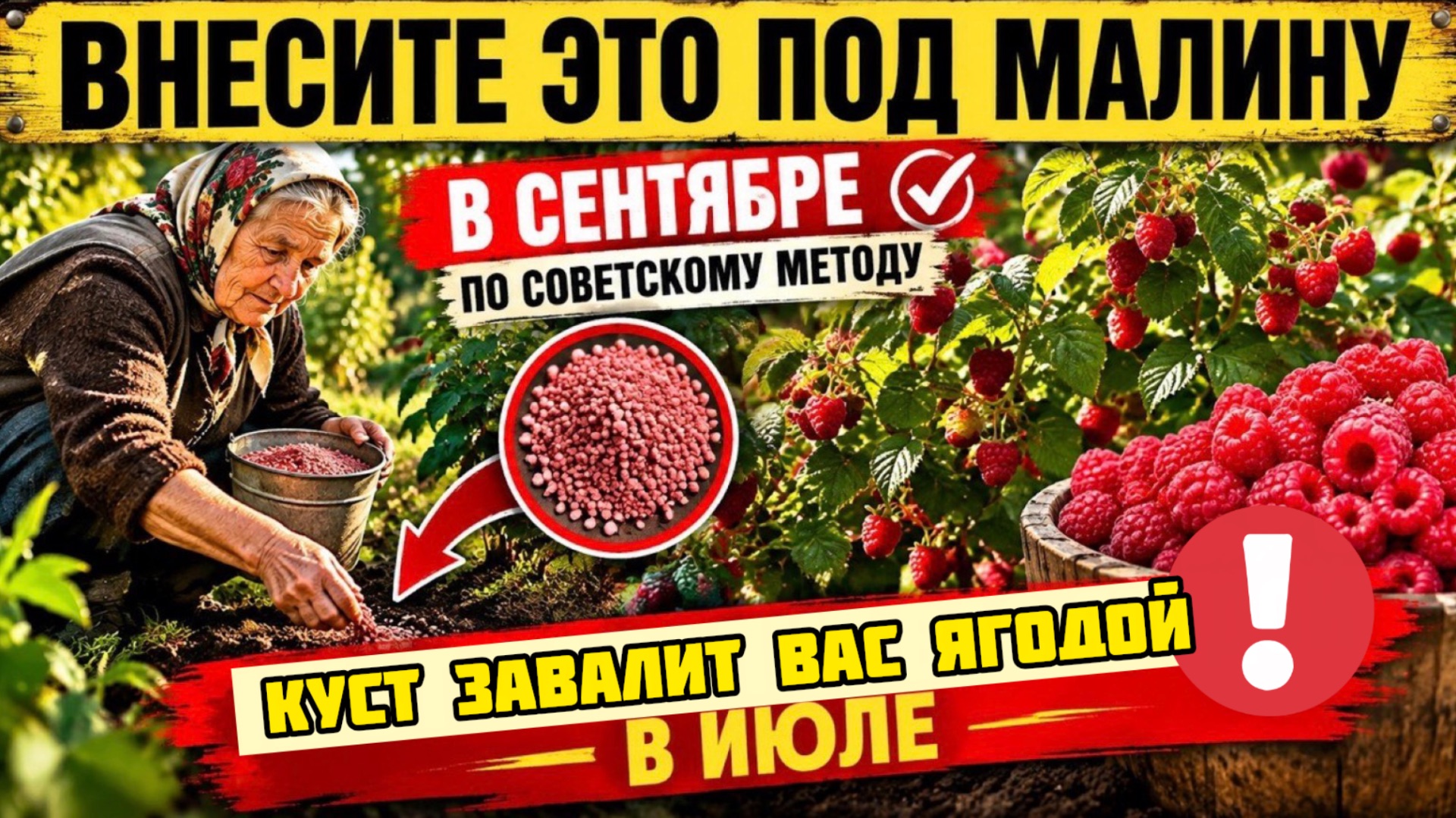 ВНЕСИТЕ ЭТО ПОД МАЛИНУ В СЕНТЯБРЕ ПО СОВЕТСКОМУ МЕТОДУ - КУСТ ЗАВАЛИТ ВАС ЯГОДОЙ В ИЮЛЕ