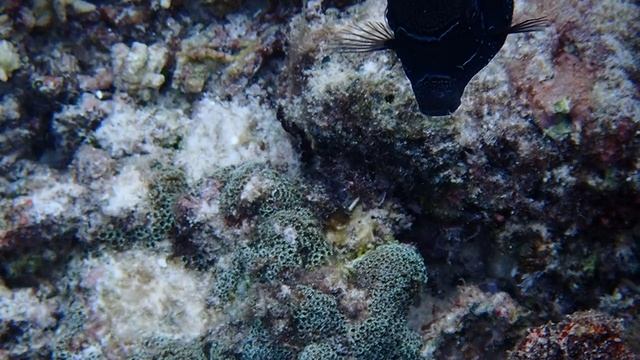 Ostracion Solorensis.