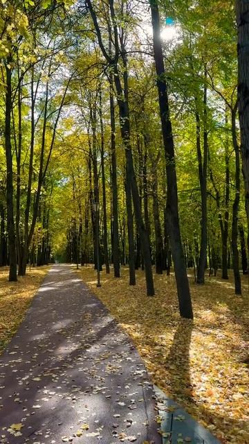 Осеннее очарование в нижегородском парке 