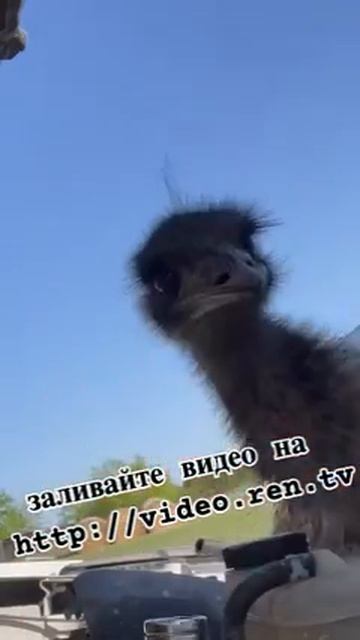 классическое поведение некоторых в автосервисе