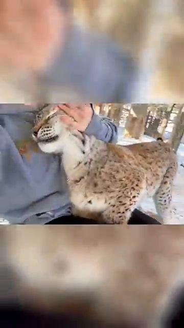 Красивая киса