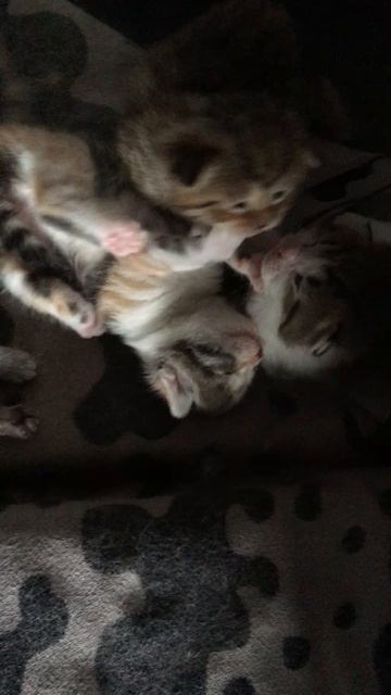 Муся и котята