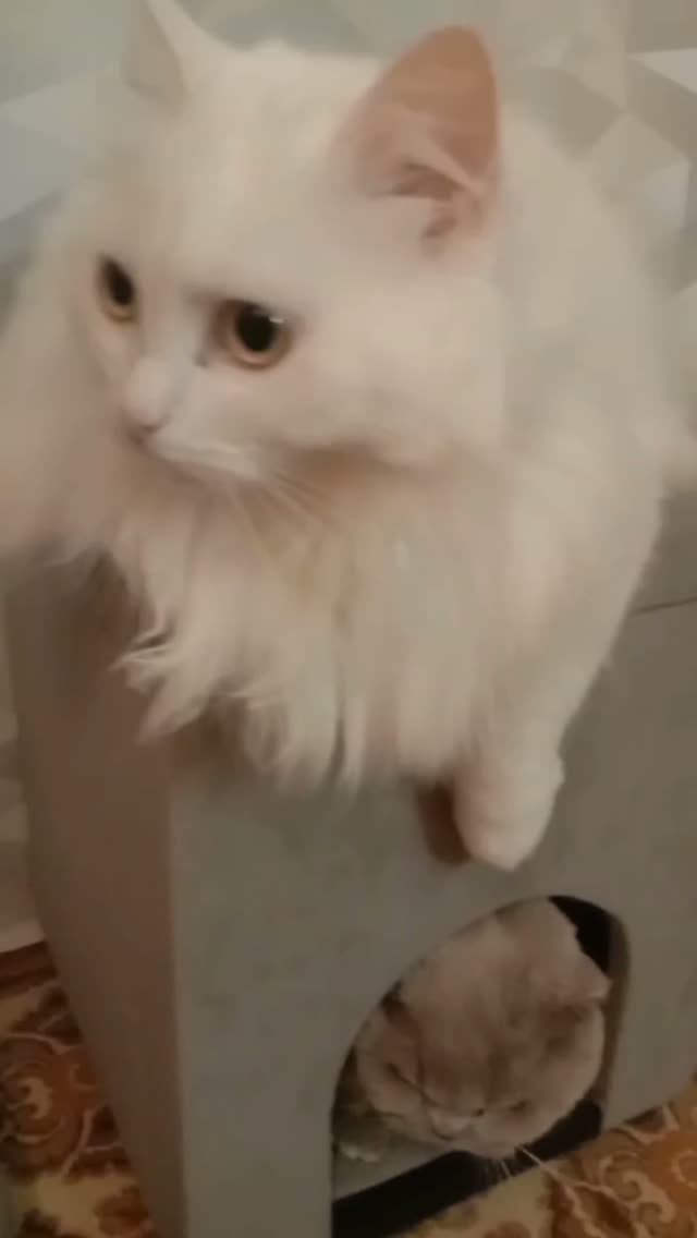 ДВЕ МИЛЫЕ КОШКИ 😻😻😻