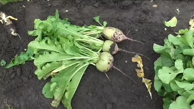 Дайкон РОЗОВЫЙ БЛЕСК, опыт выращивания.