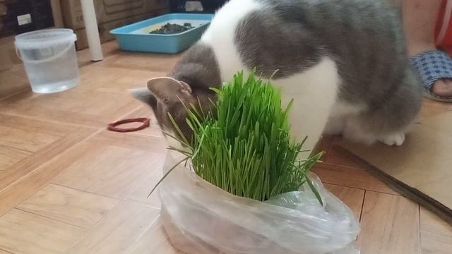 Влог.Бусик и трава 🌿🐱🤣👀 #влог #трава #коты