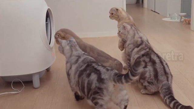 любопытные коты