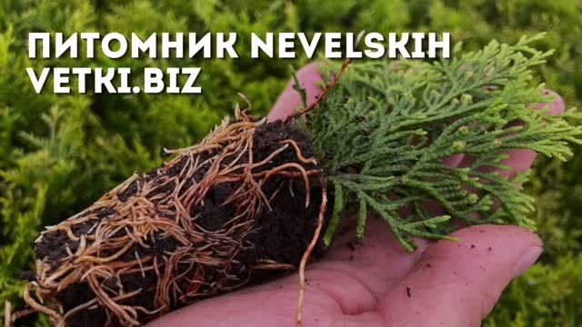 Туи и можжевельник Беларусь Смарагд Брабант Даника Голден Смарагд Блю Эрроу Грей Оул Мейери