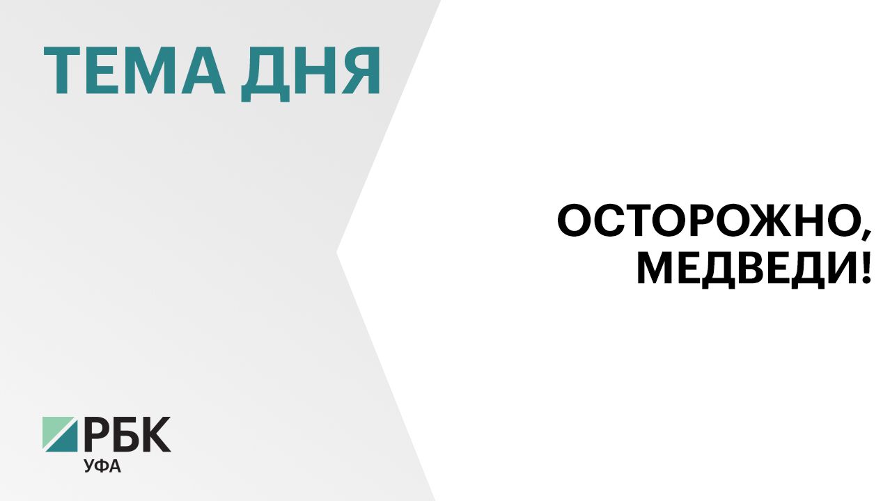 Численность медведей в Башкортостане растёт, а желающих получить квоту на их добычу стало меньше
