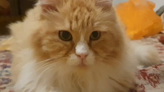 Патрюша🥰 #кот #музыка