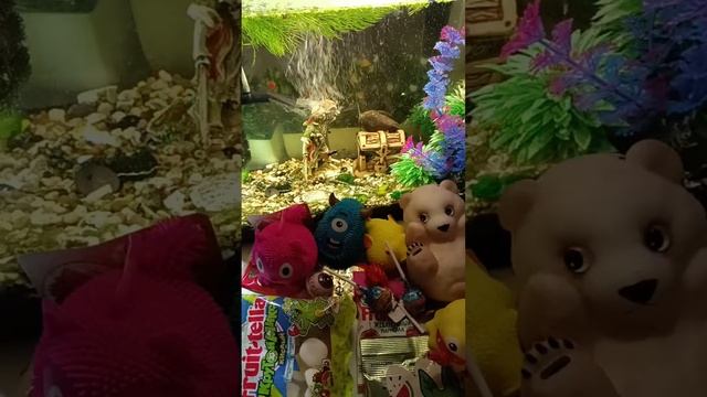 Chocolate ASMR Live With The Giant Fish And Chocolates