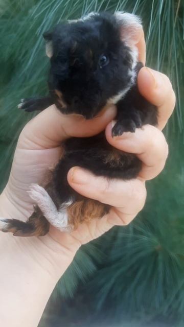 ❤🐹Морская Свинка Американский Тедди мальчик 
✔Продажа малышей в макс и телеграм канале: Https://t.me