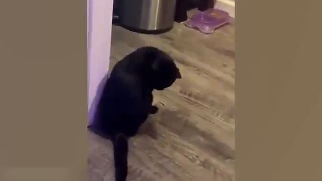 ЮМОР И ПРИКОЛЫ 