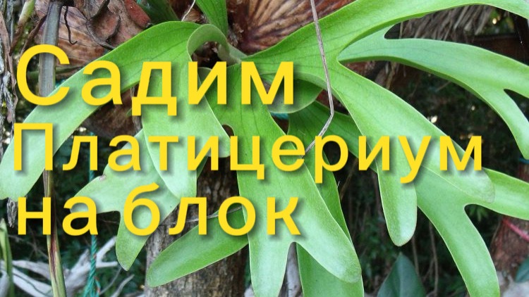 Шок контент! Садим Платицериум на блок!
