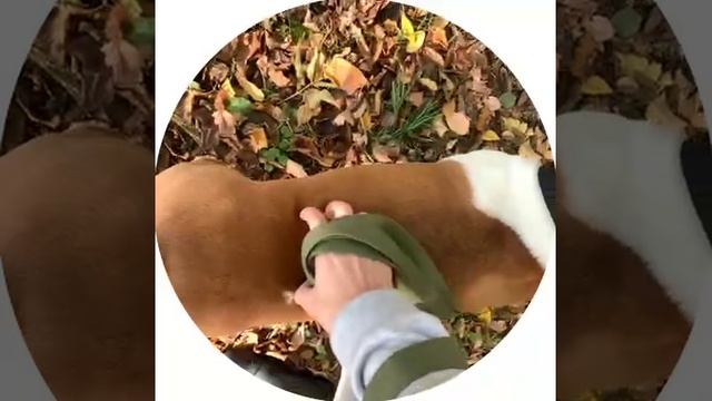 Закари (привет из дома)