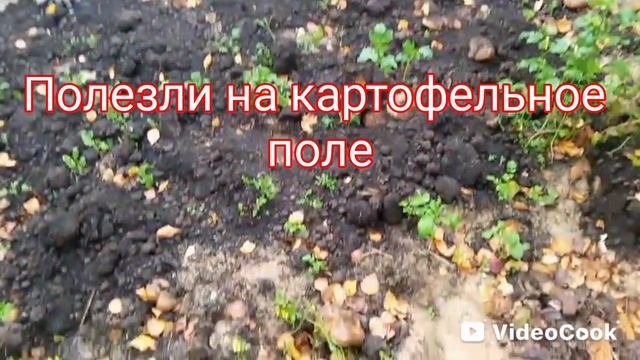 Грибы на грядке