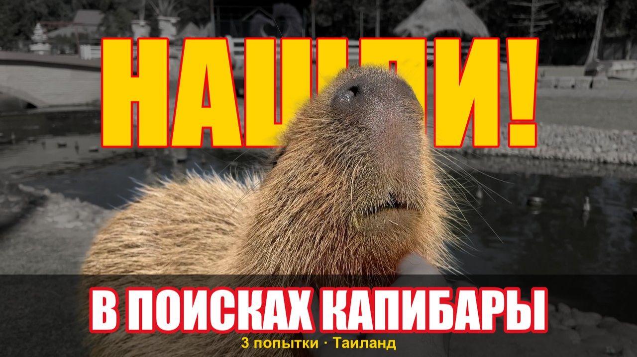 В поисках капибары. Три зоопарка Таиланда с близняшками