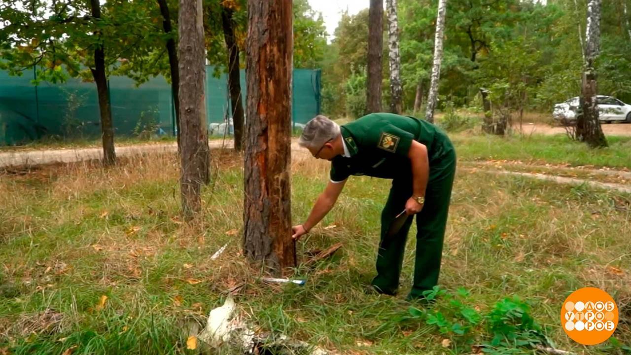 Деревья по осени считают. Доброе утро. Фрагмент выпуска от 28.09.2026