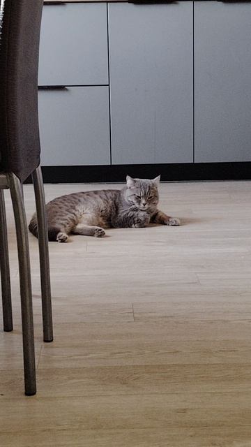 Кот дремлет