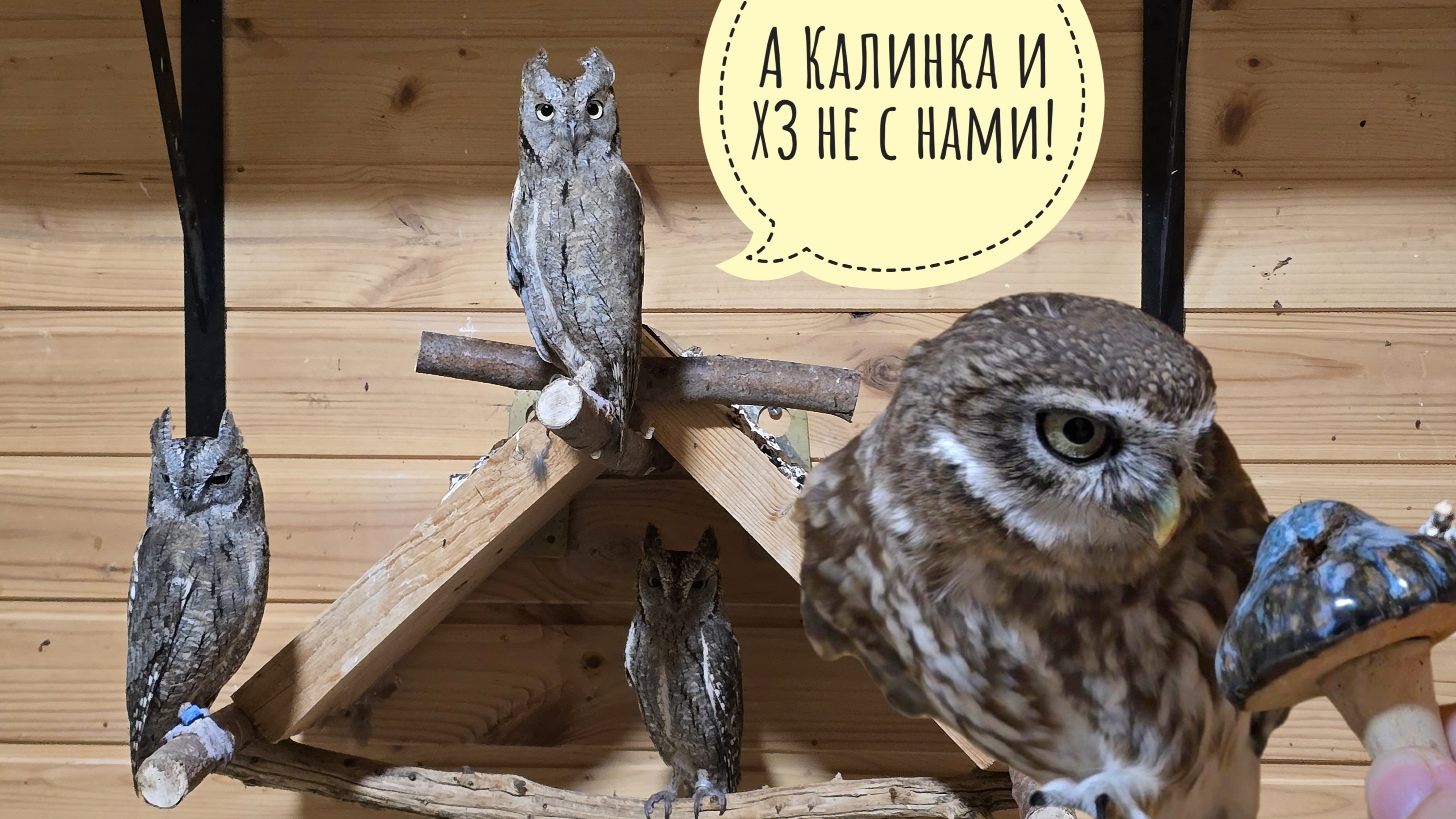 Полный комплект маленьких сов сплюшек, сыч Лучик хочет в домик в ХЗ. Туманное утро в деревне
