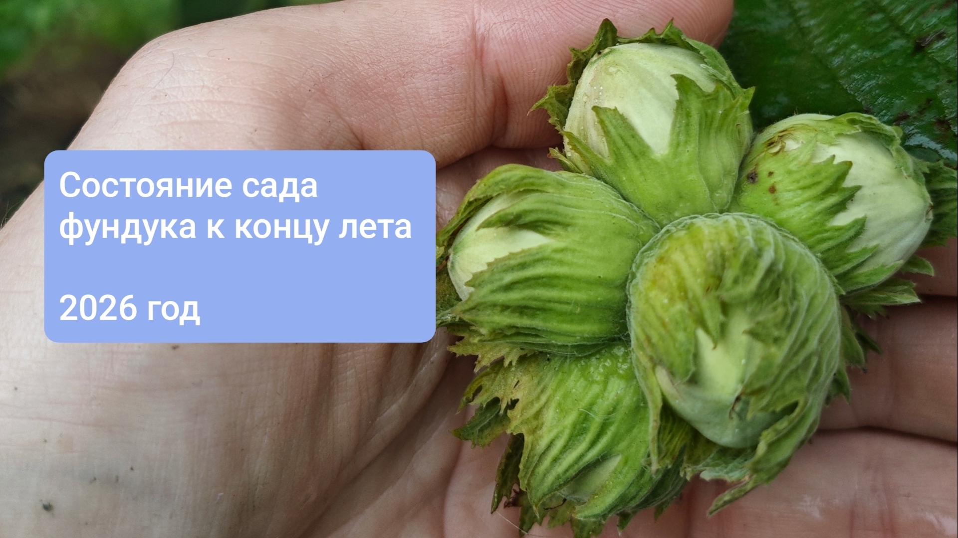 Состояние сада фундука к концу лета 2026 года