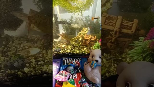 ASMR Chocolate Live ❤️ Giant Fish And Lots Of Chocolate ASMR