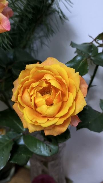 Осенняя роза