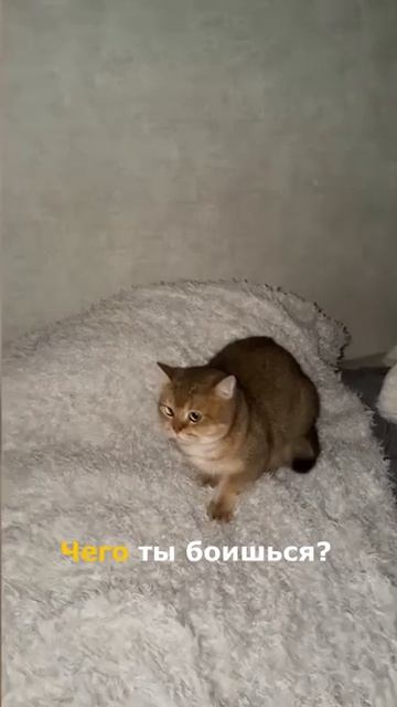 Кот видит призраков или это просто ветер?