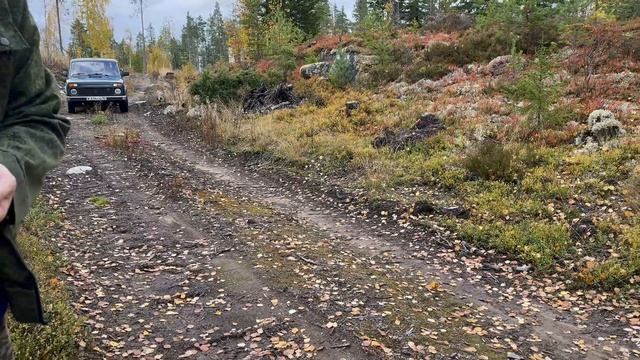 В лес по бездорожью. Страшно. В поисках брусники. Работа не отпускает. Проголосовали. Катаем ягоду.