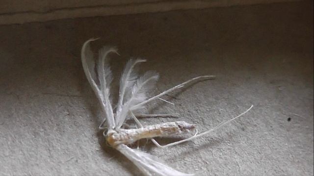 Pterophorus Pentadactyla (пальцекрылка сливовая)