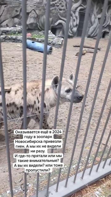 Гиена в зоопарке Новосибирска. 21-09-2026