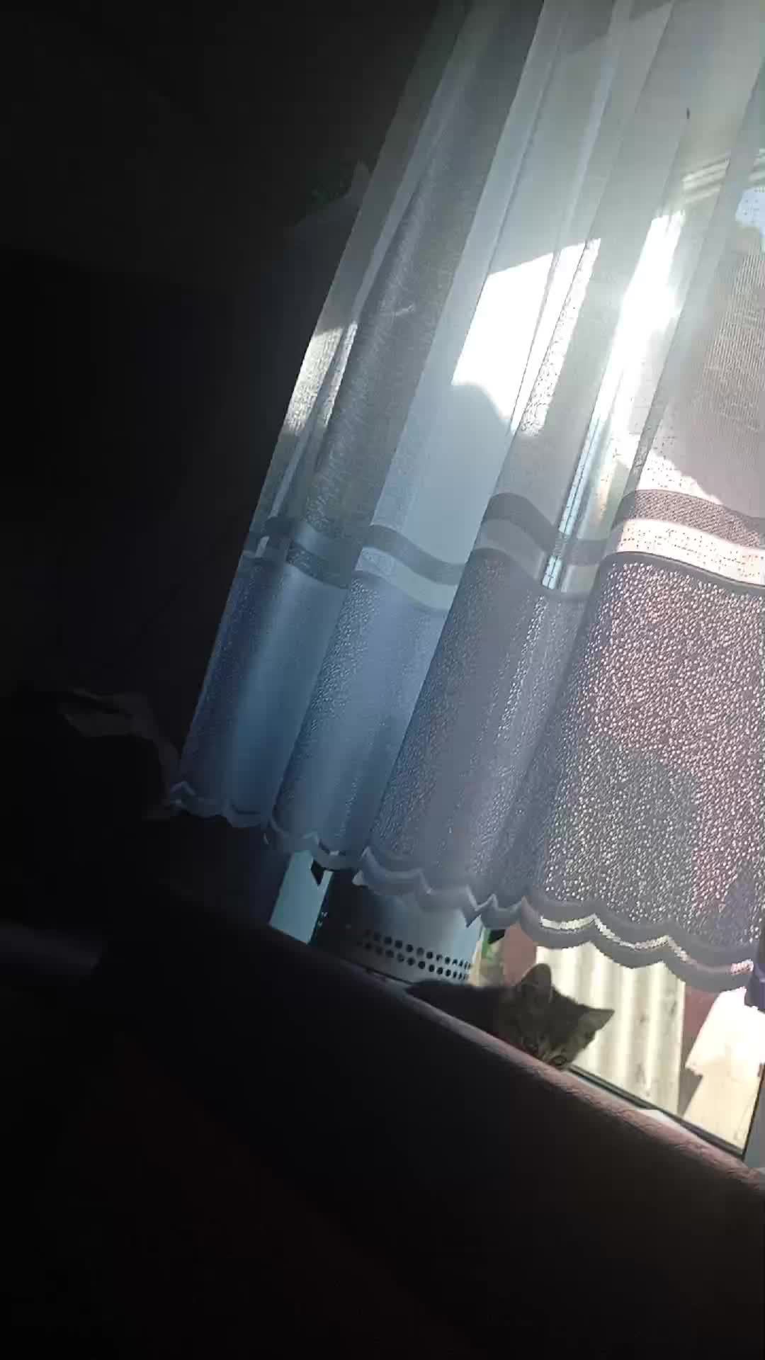 следим за котом