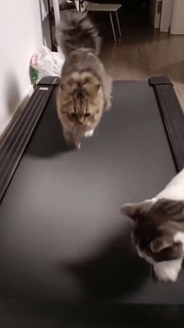 коты на беговой дорожке