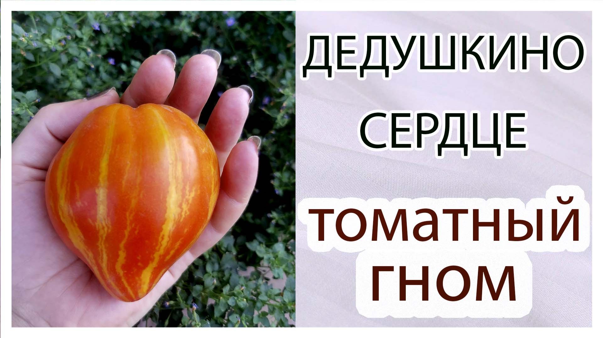 Гном томатный 
