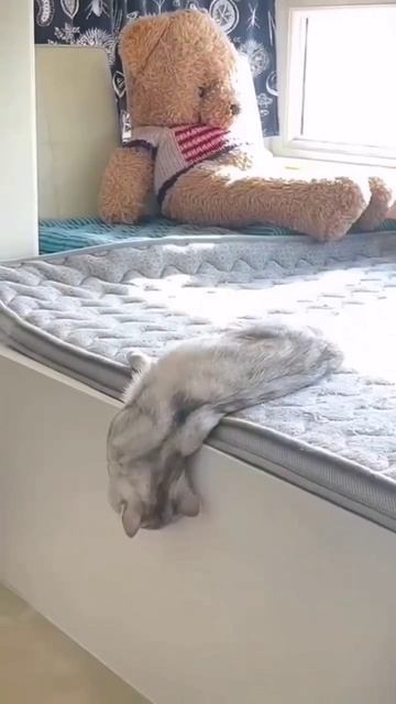 Без кота и жизнь не та 🐱❤️