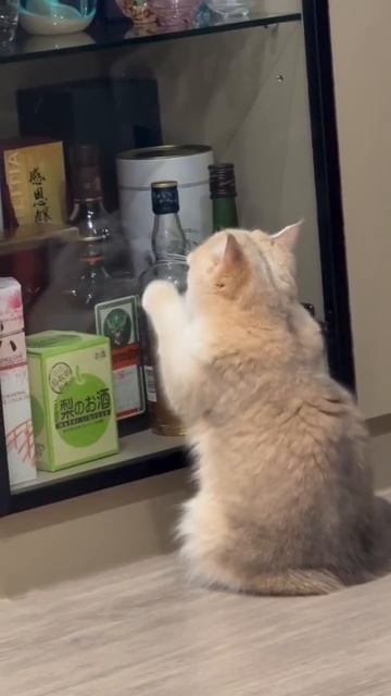 Когда я стану котом, то никому не скажу, но будут знаки