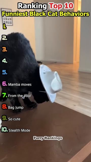 Top 10 Funniest Black Cat Behaviors 😹🖤