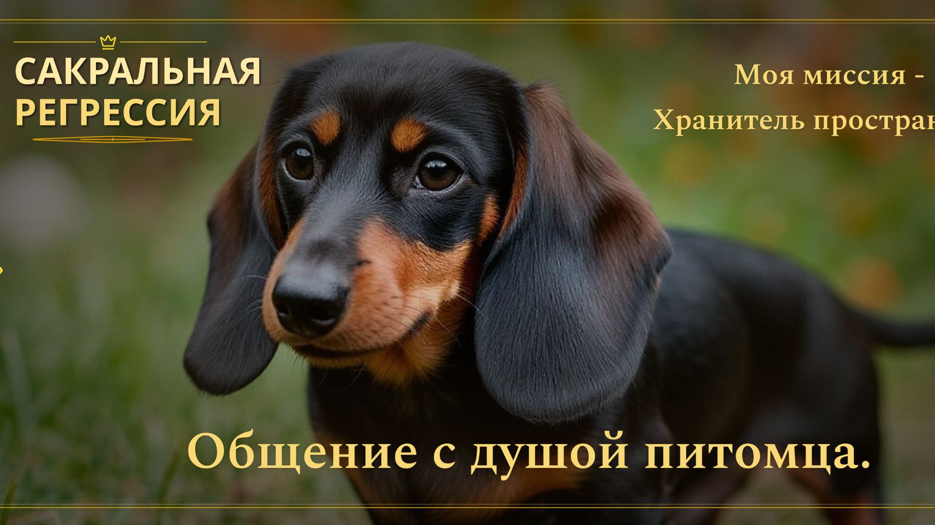 Общение с душой питомца. Такса - Сосиска