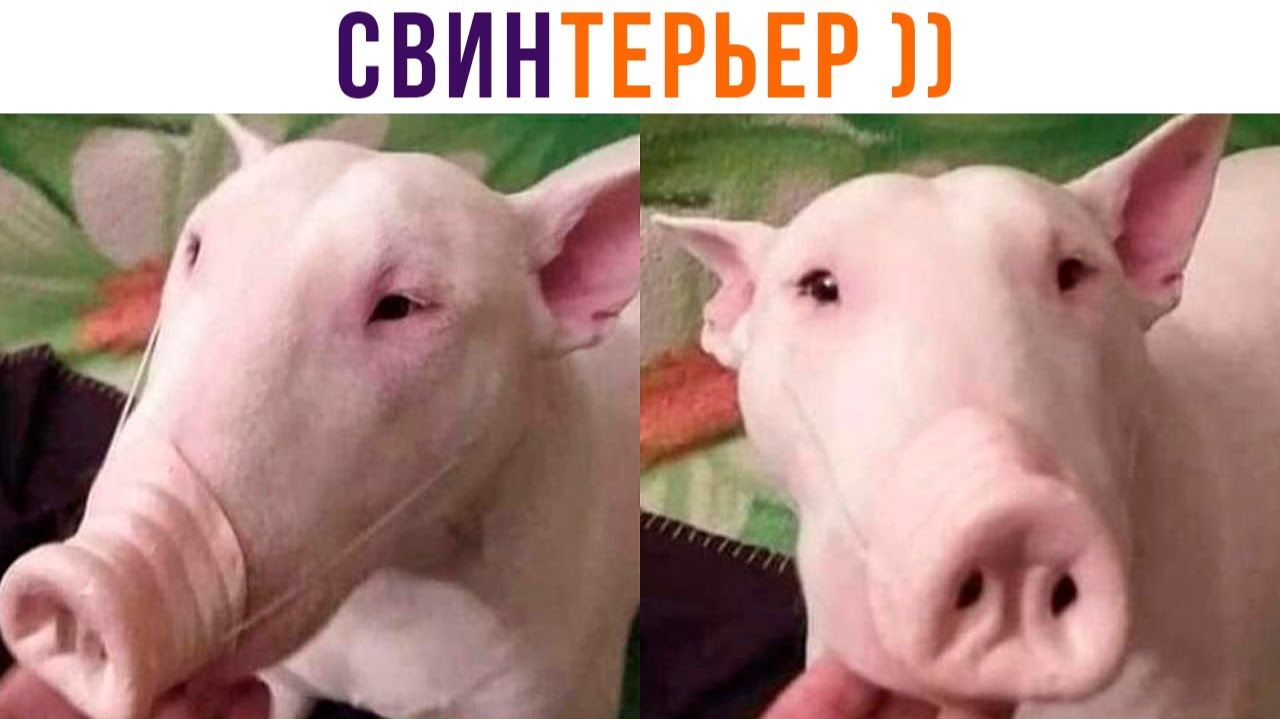 КАБАНЧИК С АЛИЭКСПРЕСС))) Приколы
