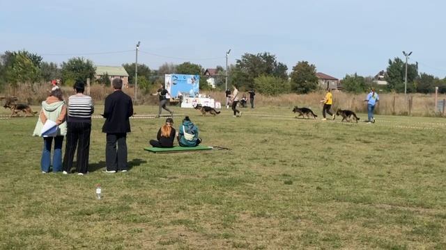 ПОДРОСТКИ СУКИ / КЧК РОСТОВ-НА-ДОНУ 27 сентября`26 Н.Шкляревская Моно немецких овчарок