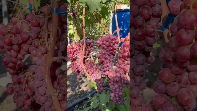 Виноград Кишмиш Карлита 🍇 Виноград  Виталия Фролкина