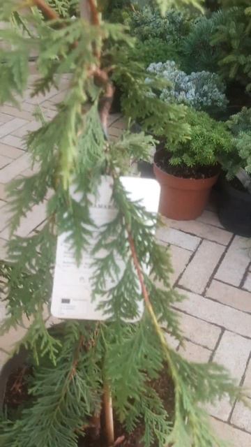 ❤🌲Кипарисовик Нутканский голден вотерфол
✔Продажа растений в макс и телеграм канале: Https://t.me/lo