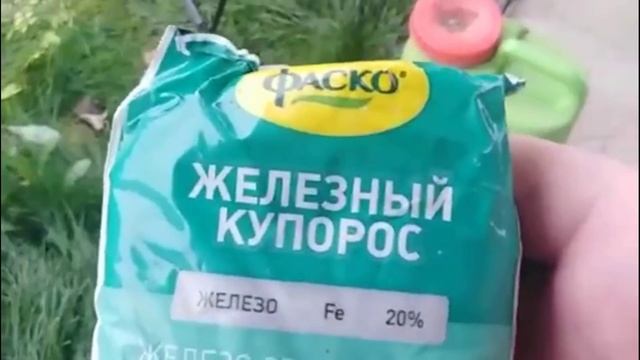 осенняя обработка винограда против болезней и вредителей