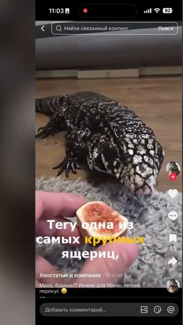 Умная ящерица Тегу против собаки