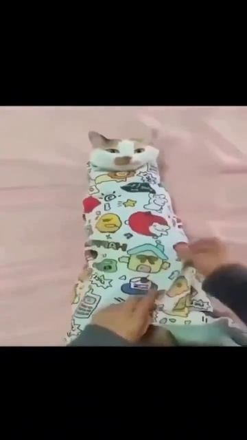котяра