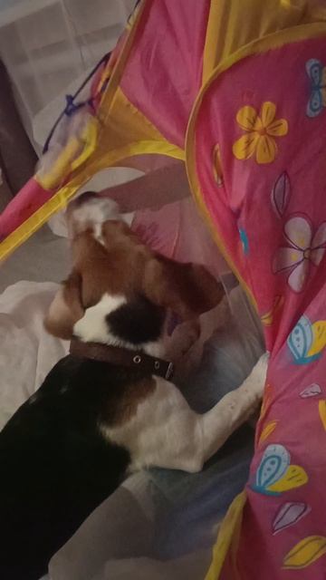 Юля и Чарли играют в детской палатке 🐶😂